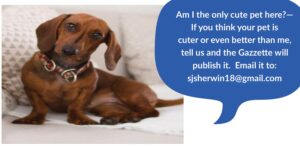 Pet ad flyer featuring a dachshund – Am I the only cute pet here?