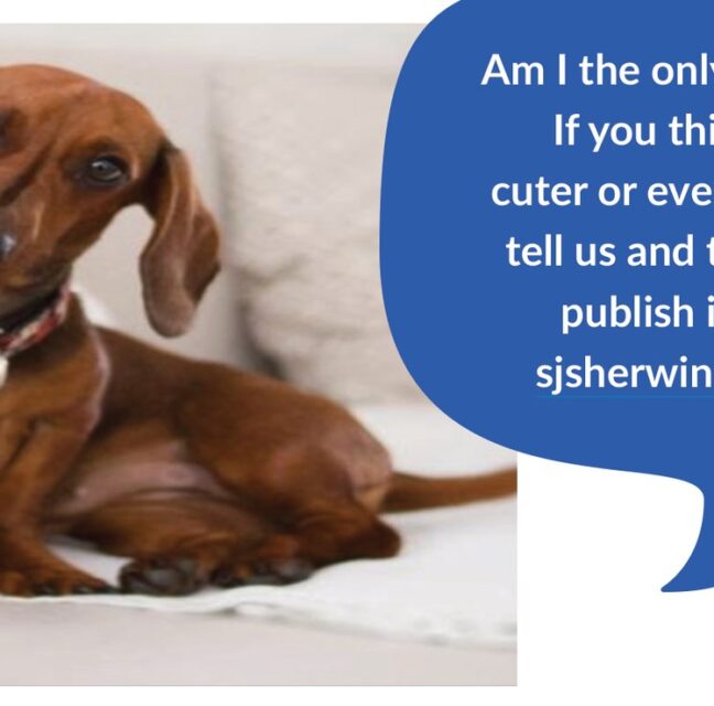 Pet ad flyer featuring a dachshund – Am I the only cute pet here?