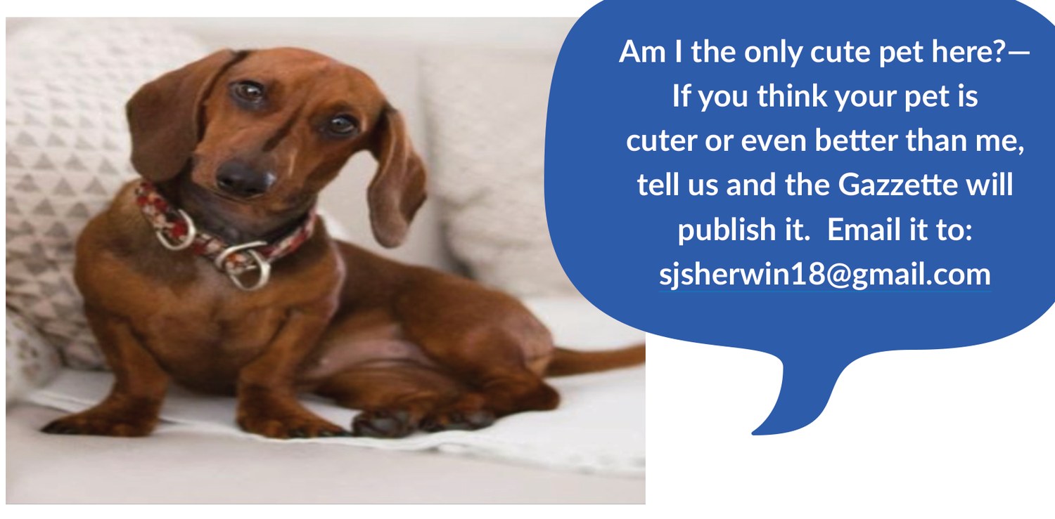 Pet ad flyer featuring a dachshund – Am I the only cute pet here?