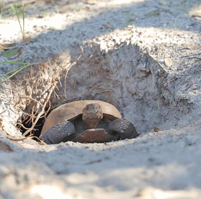 Mature gopher tortoise pausing outside its burrow