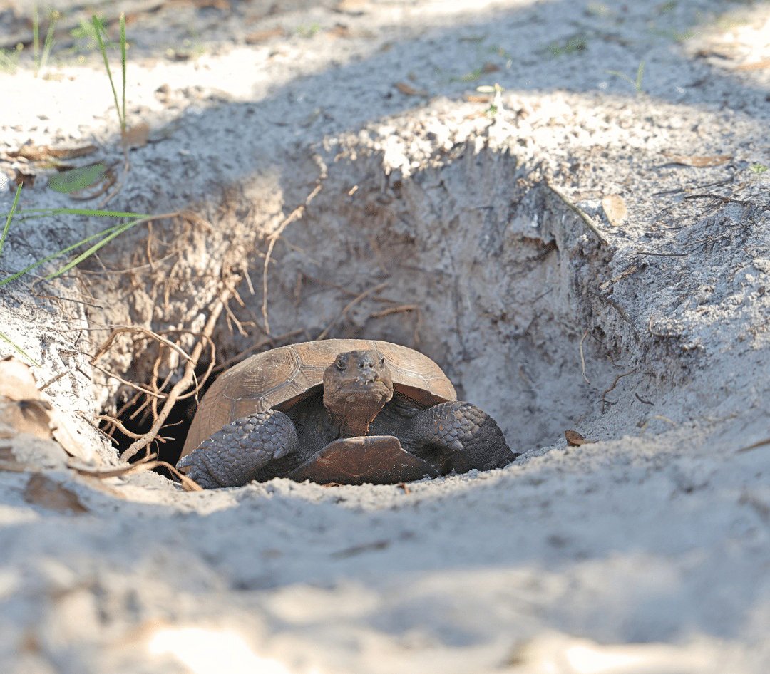 Mature gopher tortoise pausing outside its burrow