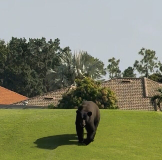 Black bear on the Grandezza golf course sixth hole