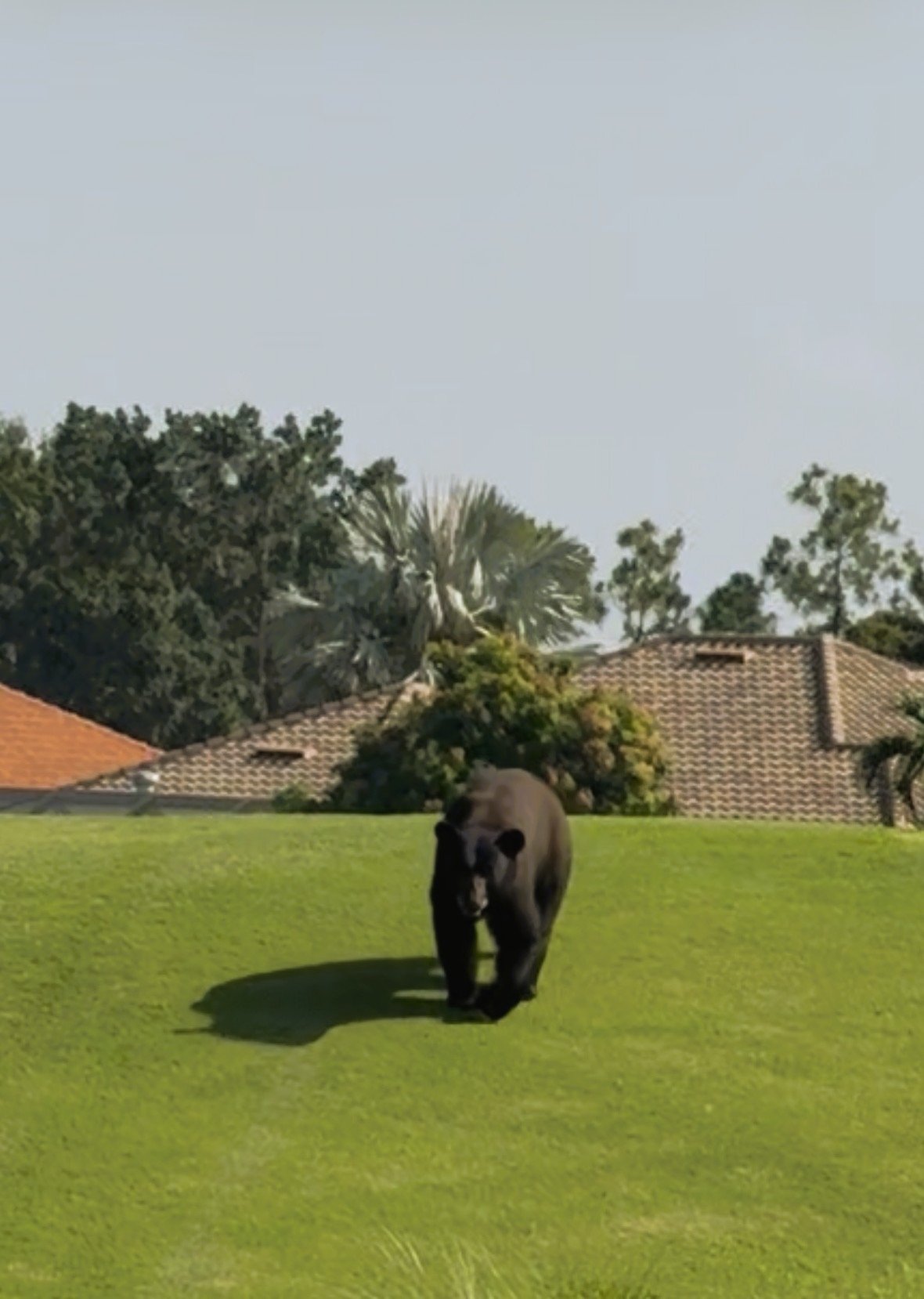 Black bear on the Grandezza golf course sixth hole