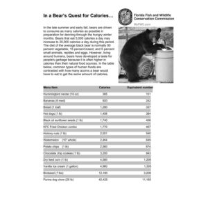 Black bear raiding a trash can beside a table of food calorie equivalents in acorns