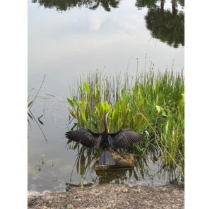 Anhinga drying its wings by the lake near the No. 3 tee box