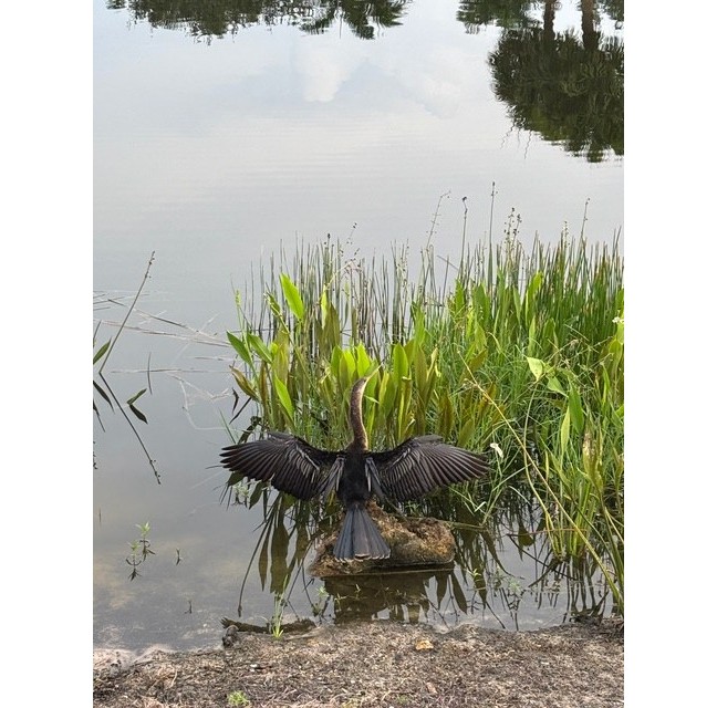 Anhinga drying its wings by the lake near the No. 3 tee box
