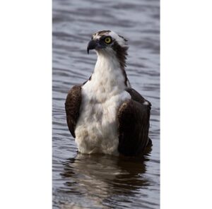 Osprey standing in shallow water at the edge of a pond
