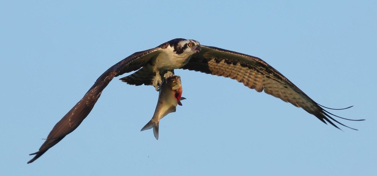 Osprey in flight carrying a fish in its talons