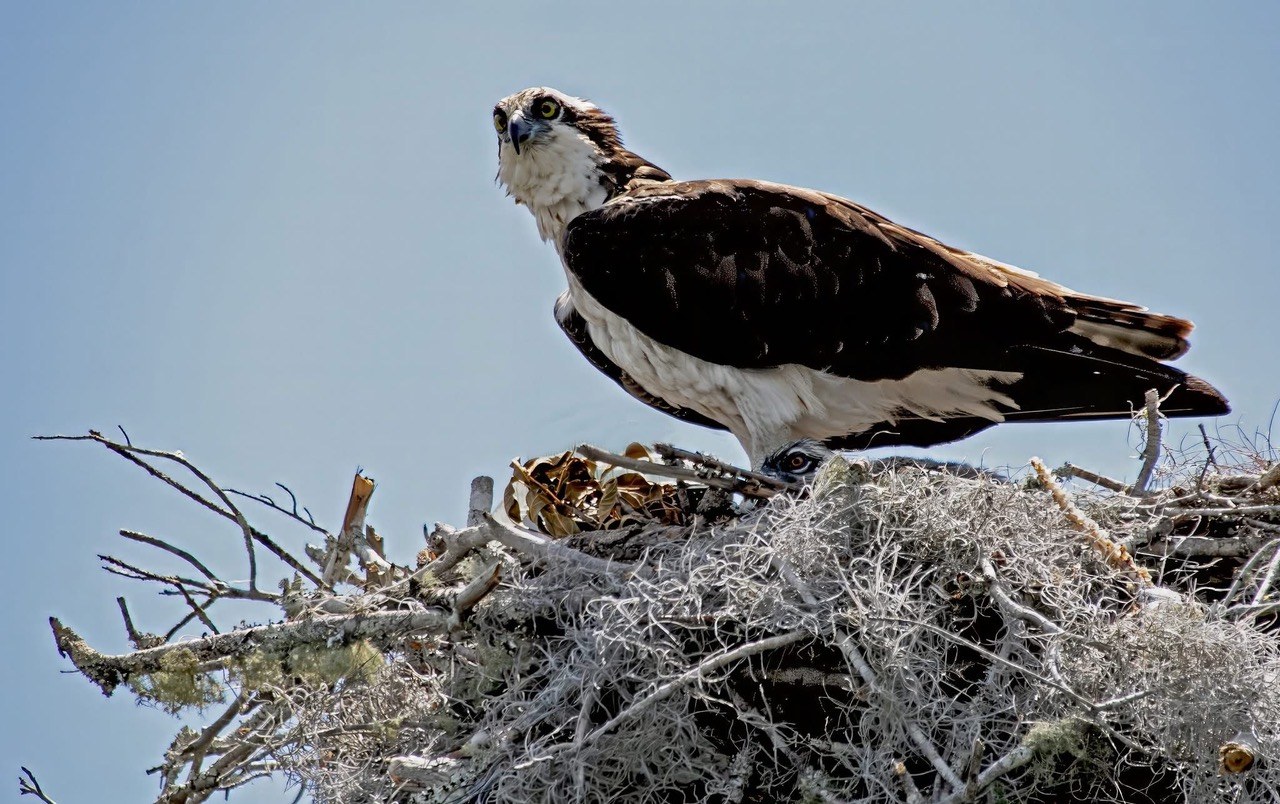 Adult osprey perched on a large stick nest with a chick