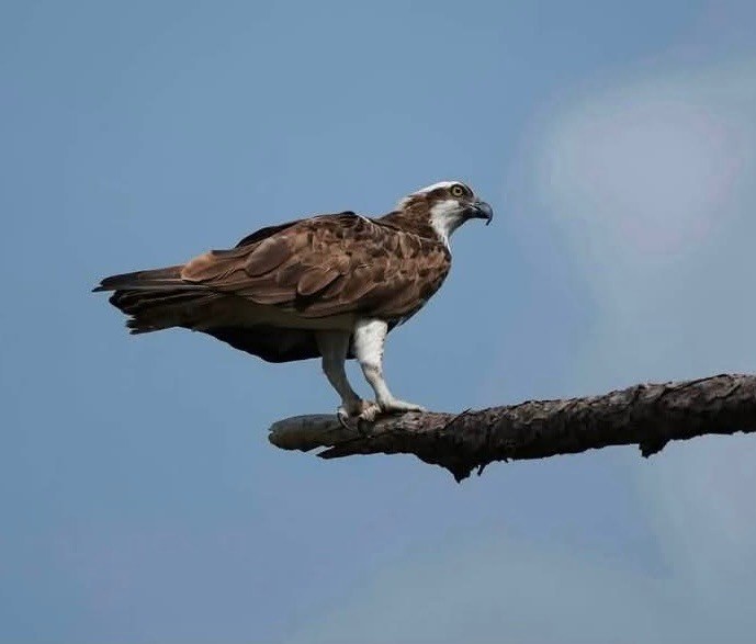 Osprey perched on a bare pine branch against a pale sky