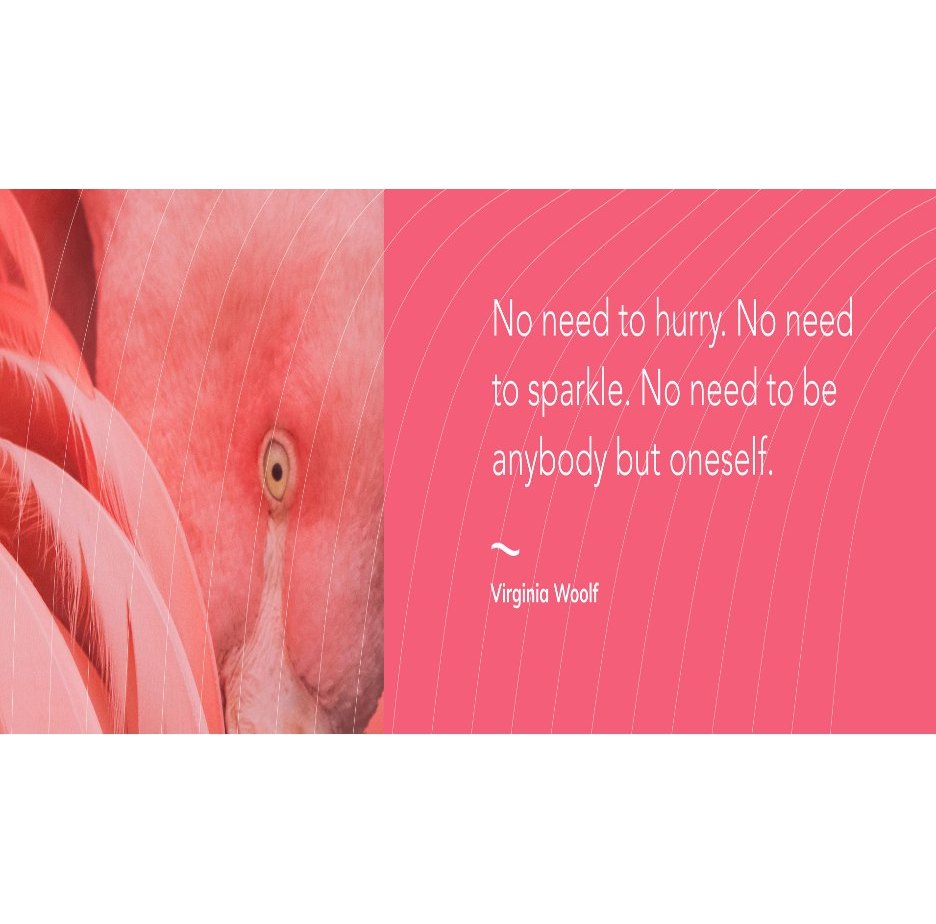Flamingo close-up beside a Virginia Woolf quote about not needing to hurry
