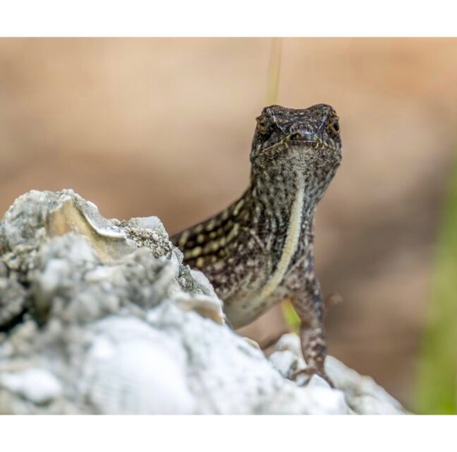 Brown anole with a pale back stripe perched on a white rock